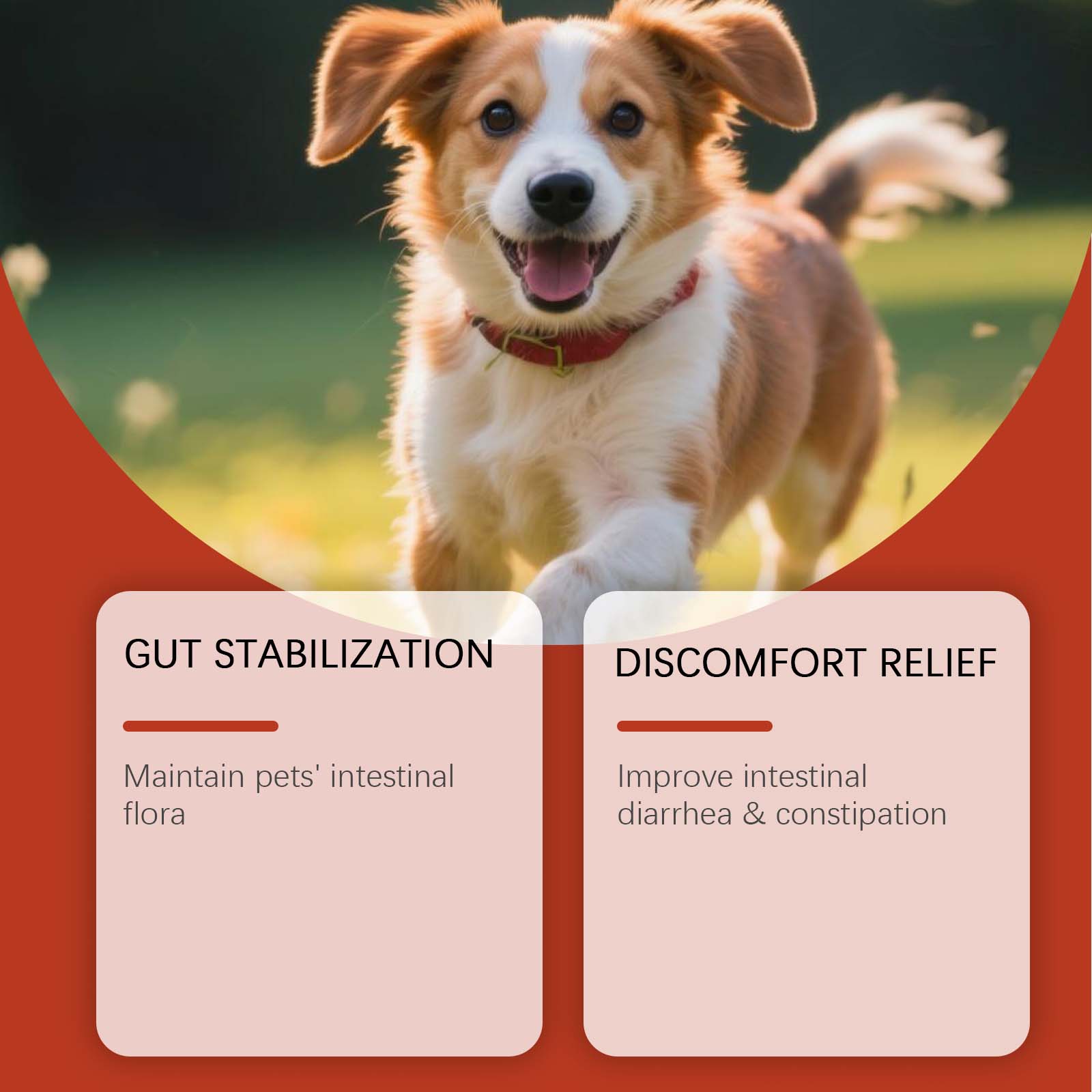 Canine Probiotic Powder Intest - Health Wellness Vitality recension och pris