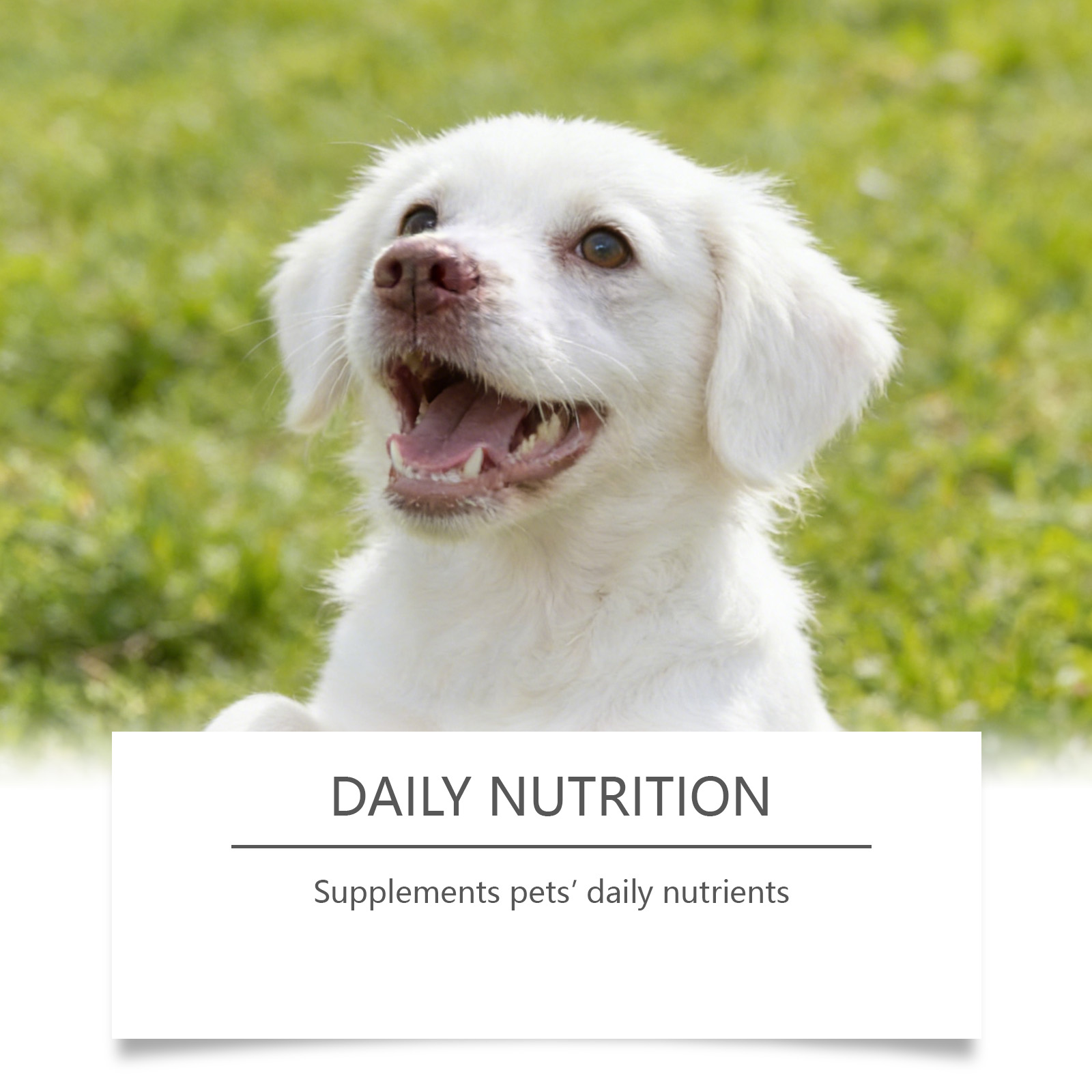 Dog Taurine Powder Easy-To-Mix - Wellness Health Nutrition recension och pris
